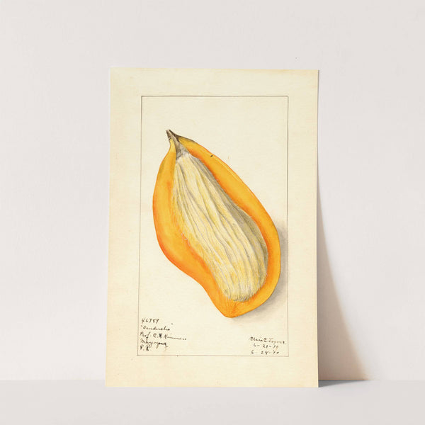 Mangifera indica: Sandersha by Elsie E. Lower