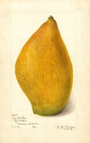 Mangifera indica: Sandersha