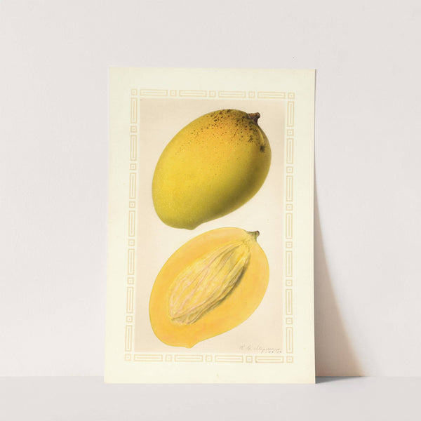Mangifera indica: Totafarice by Ellen Isham Schutt