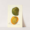 Mangifera indica: White Alphonse by Amanda Almira Newton