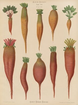 Mangold Wurzels (1876-1886)