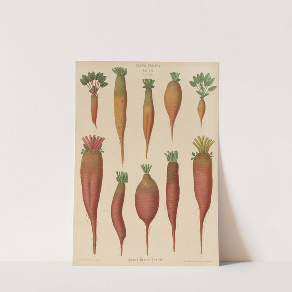 Mangold Wurzels (1876-1886) by Ernst Benary