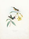 Manila Pulchra (1874-1877)