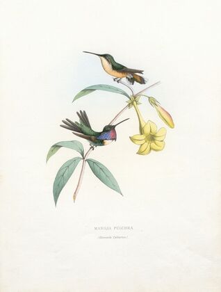Manila Pulchra (1874-1877)