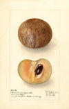 Manilkara zapota