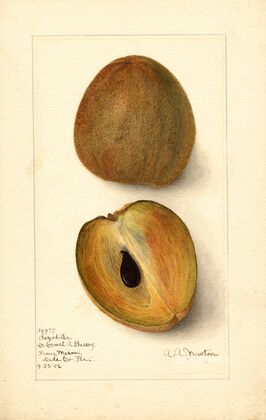 Manilkara zapota