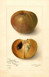 Manilkara zapota: No