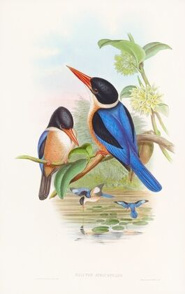 Manilla Kingfisher