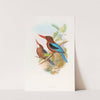 Manilla Kingfisher by John Gould