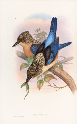 Mantled Kingfisher