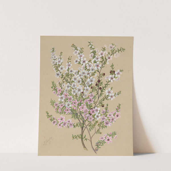 Manuka by Sarah Featon