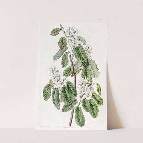Many-flowered Amelanchier (1815-1819) by Sydenham Edwards