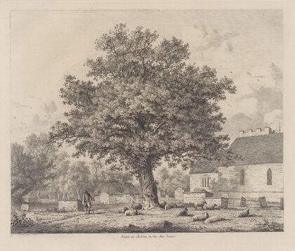 Maple in Boldre Church-Yard — size preview