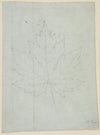 Maple leaf