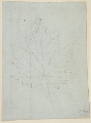 Maple leaf