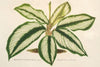 Maranta Baraquinii