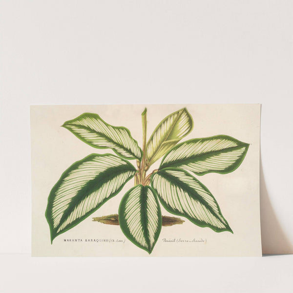 Maranta Baraquinii by Charles Antoine Lemaire