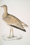 Marbled Bustard, Otis marmorata