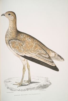 Marbled Bustard, Otis marmorata