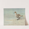 Marbled Duck by Louis Agassiz Fuertes