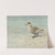 Marbled Duck by Louis Agassiz Fuertes