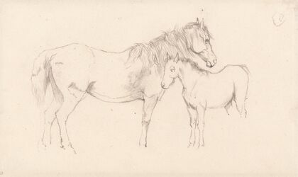 Mare and Foal