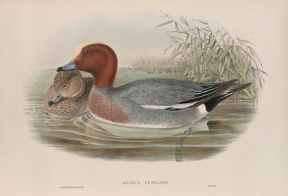 Mareca penelope. Widgeon. (1862-1873)