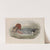 Mareca penelope. Widgeon. (1862-1873) by John Gould