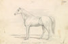 Marengo, Bonaparte’s Arab (1837)
