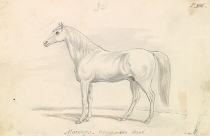 Marengo, Bonaparte’s Arab (1837)