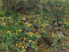 Marigold