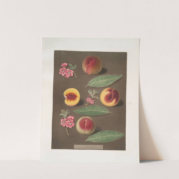 Marlborough, Rumbullion, and the Double mountain peaches. (1812) by George Brookshaw