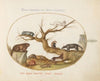 Marmot, Hamsters, Rat, Field Mouse, Shrew, and a Coatimundi (1575-1590)