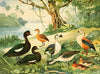 Marrecão, Patos, Marrecas
