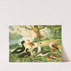 Marrecão, Patos, Marrecas by Emil August Göldi