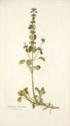 Marrubium astracanicum
