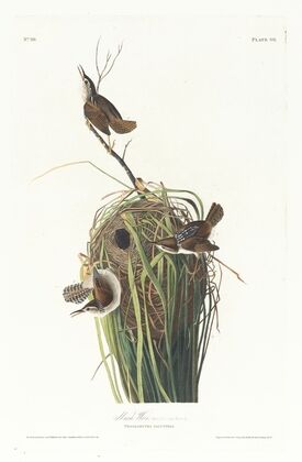 Marsh wren