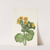 Marshmarigold. Caltha palustris (1925) by Mary Vaux Walcott