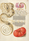 Martagon Lily and Tomato (1561–1596)