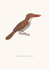 Martin-Chasseur Buccoide