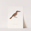 Martin-Chasseur Buccoide by Coenraad Jacob Temminck