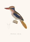 Martin-Chasseur Oreillon-Bleu