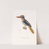 Martin-Chasseur Oreillon-Bleu by Coenraad Jacob Temminck