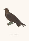 Martinet Vieillard.