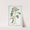 Martynia annua villosa et viscosa, folio subrotundo, flore magno rubro - Proposcitea. (Horn-capsuled Martynia, Common Unicorn Plant, Common Devil&#039;s Claw, Ram&#039;s Horn, Proboscis Flower, by Giorgio Bonelli