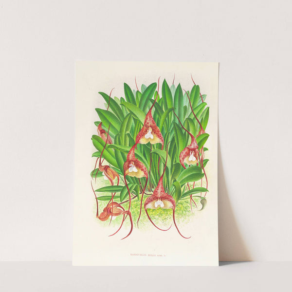 Masdevallia bella by Jean Jules Linden