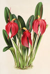 Masdevallia Lindeni, var. Harryana