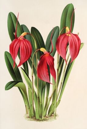 Masdevallia Lindeni, var. Harryana