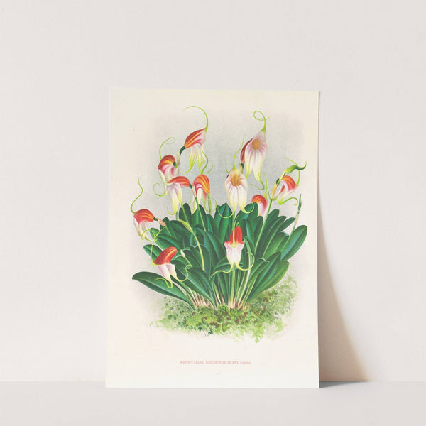 Masdevallia reichenbachiana by Jean Jules Linden