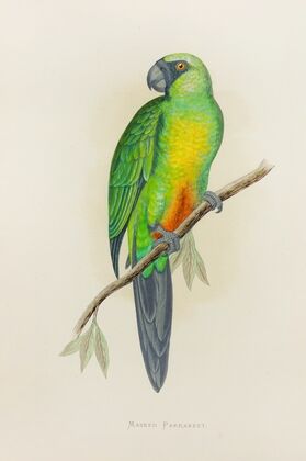 Masked Parrakeet (1884-1887)